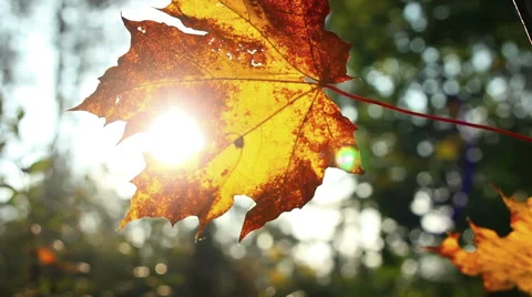 Leaf fall in the autumn city park Stock Footage 42736387