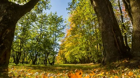 Leaf fall in the autumn city park Stock Footage 55873295