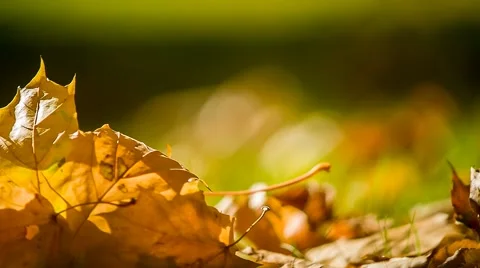 Leaf fall in the autumn city park Stock Footage 55873498