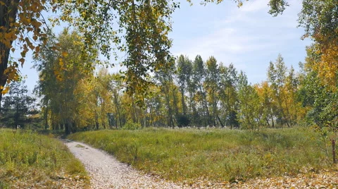 Leaf fall in the autumn city park Stock Footage 67555385