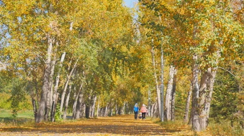Leaf fall in the autumn city park Stock Footage 67555580