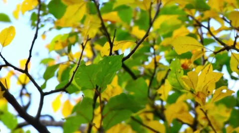 Leaf fall in the autumn city park. Beautiful background. Time lapse Stock-Footage 68838653