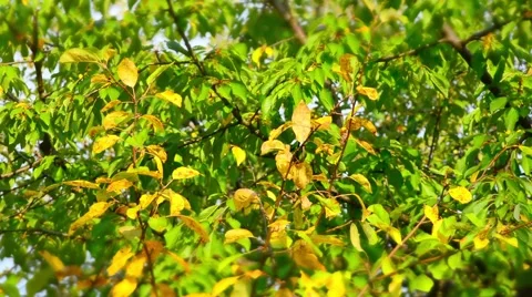 Leaf fall in the autumn city park. Beautiful background. Time lapse Stock-Footage 68844008