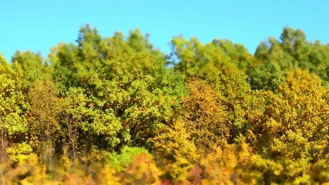 Leaf fall in the autumn city park. Beautiful background. Time lapse Stock-Footage 70632337