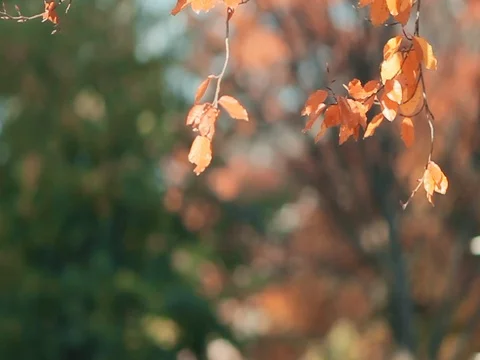 Leaf fall in the autumn city park. Beautiful background Stock Footage 74005946