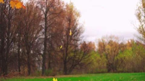 Leaf fall in the autumn city park. Slow motion. Colorful fall season. Video stock 81806953