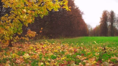 Leaf fall in the autumn city park. Slow motion. Colorful fall season. Video stock 81807041