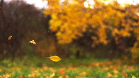 Leaf fall in the autumn city park. Slow motion. Colorful fall season. Video stock 81807238
