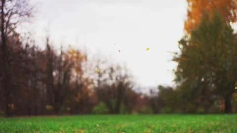 Leaf fall in the autumn city park. Slow motion. Colorful fall season. Stock-Footage 81807504
