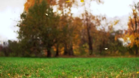 Leaf fall in the autumn city park. Slow motion. Colorful fall season. Stock Footage 81807592