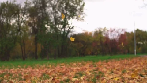 Leaf fall in the autumn city park. Slow motion. Colorful fall season. Video stock 81807624