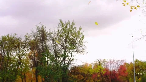 Leaf fall in the autumn city park. Slow motion. Colorful fall season. Stock Footage 81807665