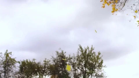 Leaf fall in the autumn city park. Slow motion. Colorful fall season. Stock Footage 81807788