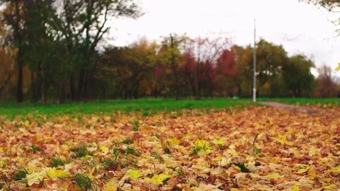 Leaf fall in the autumn city park. Slow motion. Colorful fall season. Stock Footage 81807888