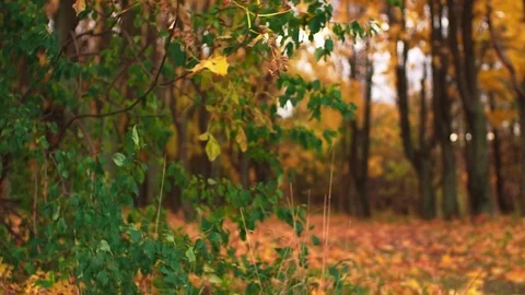 Leaf fall in the autumn city park. Slow motion. Colorful fall season. Stock Footage 81807966