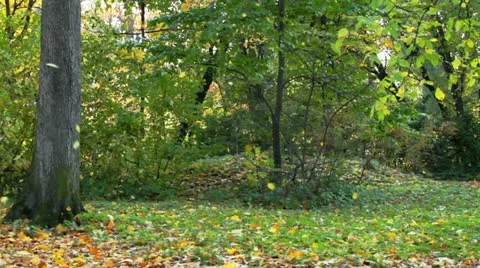 Leaf fall in autumn forest Stock Footage 10892793