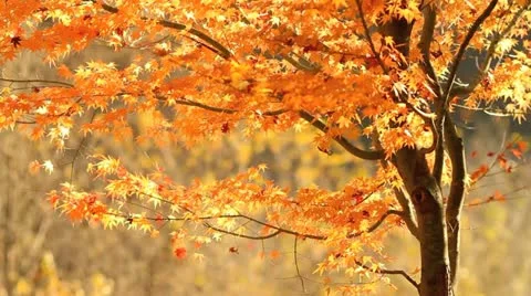 Leaf fall in autumn forest. Stock Footage