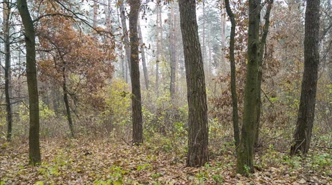 Leaf fall in autumn forest. Stockbeeldmateriaal 56672735