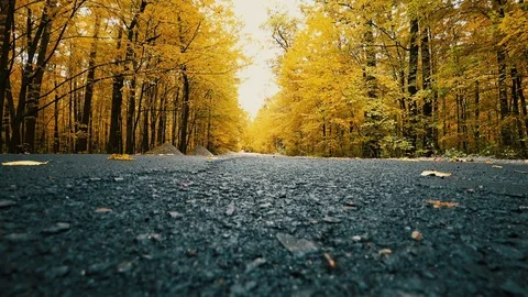 Leaf fall in the autumn forest Stock Footage 81096649