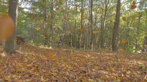 Leaf fall in the autumn forest Stock Footage 97449948