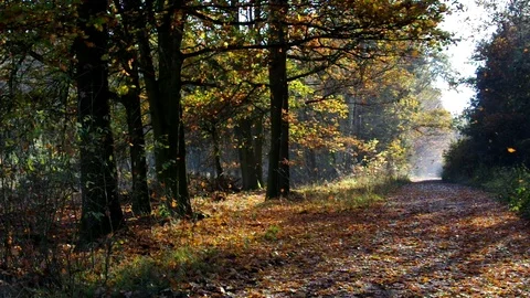 Leaf fall in autumn forest Stock Footage 102261771