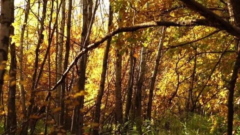 Leaf fall in the autumn forest. Slow motion Stock Footage 81318777