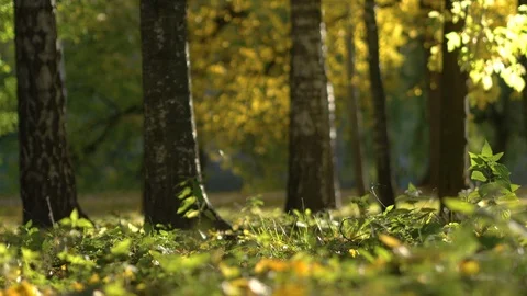 Leaf Fall In The Autumn Park And People Walking Stock Footage 96310734