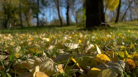 Leaf Fall In The Autumn Park And People Walking. Stock Footage 96640574