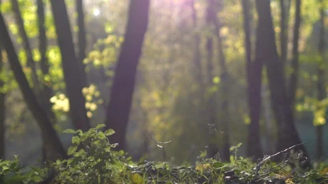 Leaf Fall In The Autumn Park 動画素材 96310638
