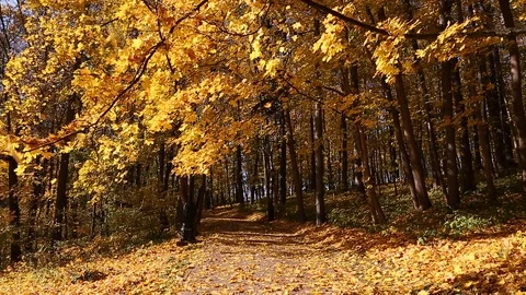 Leaf fall in autumn park Stock Footage 97458752