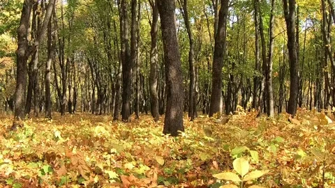 Leaf fall in the autumn park. Stock Footage 141134372