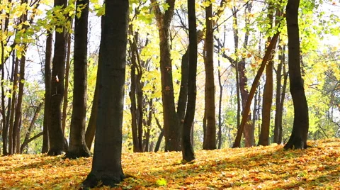 Leaf fall in autumn park in a sunny day Video stock 42813214