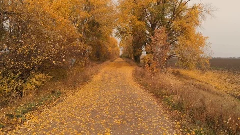 Leaf Fall on the Autumn Road Stock Footage 97843650