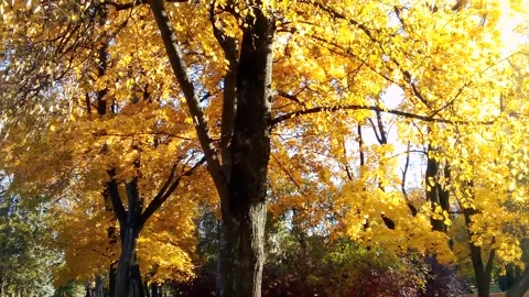 Leaf fall of autumn tree Stock Footage 295231541