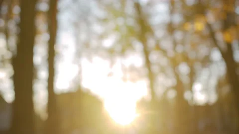 Leaf fall on the background of the sunset Stock Footage 156324112