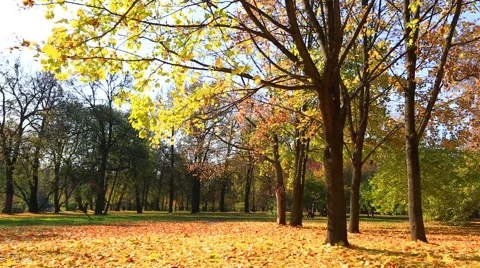 Leaf fall in beautiful autumn park in a sunny day Stock Footage 47189798