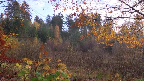 Leaf fall in beautiful temperate forest. Low wet area, bog, lake, reed mace Video stock 142739200