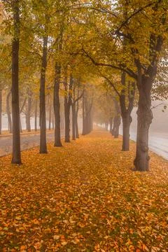 Leaf fall in the city park. Stock Photos