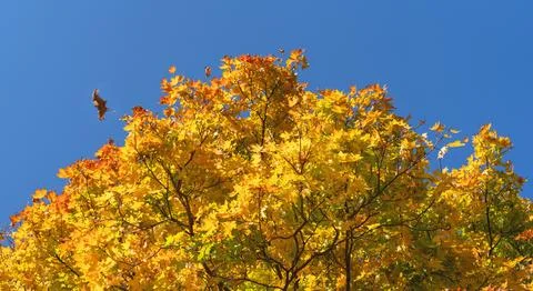 Leaf fall from the crown of a bright orange maple on a background of deep blu Stock Photos