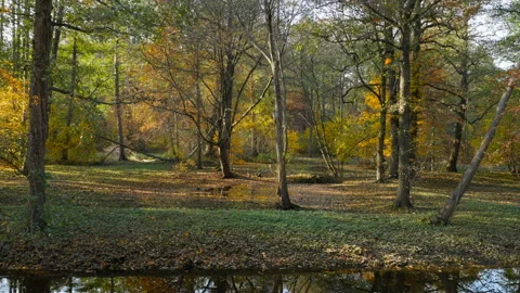 Leaf fall in Dutch park Stock Footage 98363784