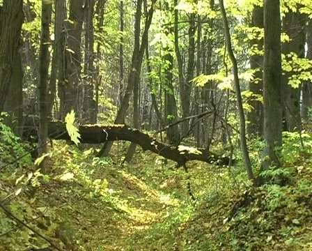 Leaf fall Vidéo 127745