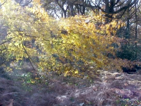 Leaf Fall Stock Footage 490082