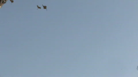 Leaf fall. Video stock 707597