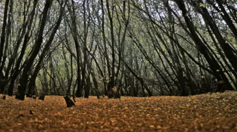 Leaf fall Stock Footage 12324752