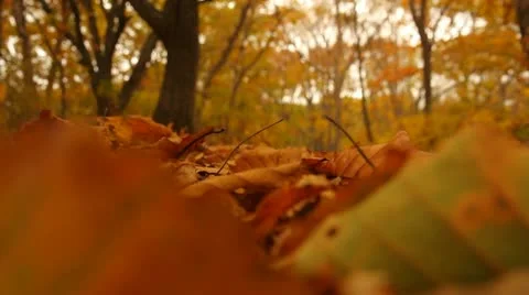 Leaf fall Stock Footage 21861062