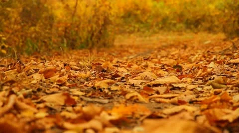 Leaf fall Stock Footage 21878254