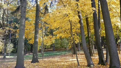 Leaf fall. Video stock 117099484