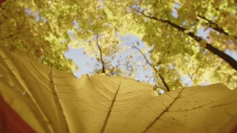 Leaf fall Stock Footage 162768274