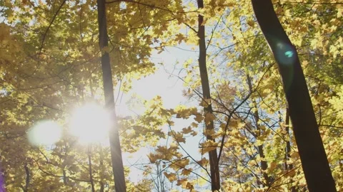 Leaf fall Stock Footage 162768434