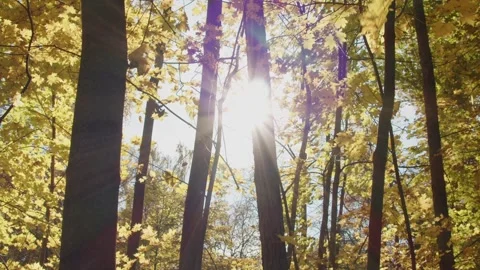 Leaf fall Video stock 162768443